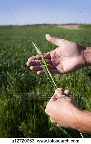 Man in field holding wheat View Large Photo Image Stock Image - Man in field holding wheat. Fotosearch