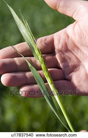 Man in field holding wheat View Large Photo Image Stock Image - Man in field holding wheat. Fotosearch