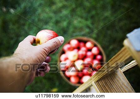 Stock Photo - Man picking bushel of apples. Fotosearch