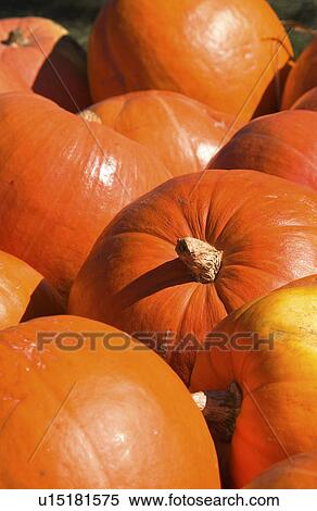 Pumkin pattern View Large Photo Image Stock Photography - Pumkin pattern. Fotosearch