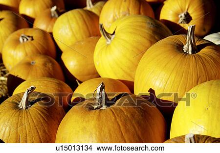 Picture - Pumpkin pattern. Fotosearch