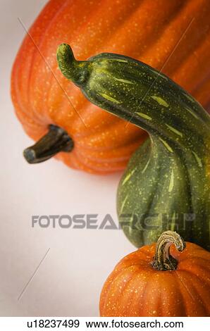 Stock Photo - Pumpkins and gourds. Fotosearch