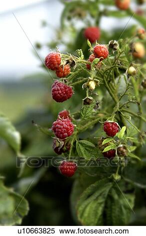 Stock Photography - Red Raspberries. Fotosearch