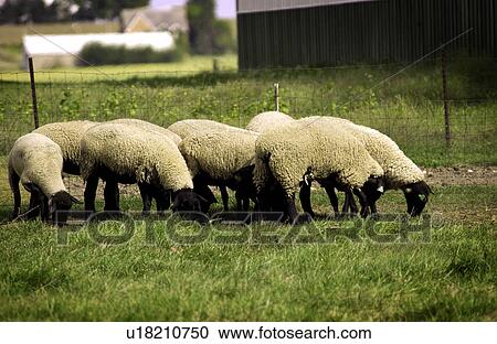 Stock Image - Sheep grazing in field. Fotosearch