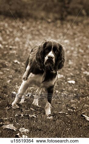 Picture - Springer Spaniel. Fotosearch
