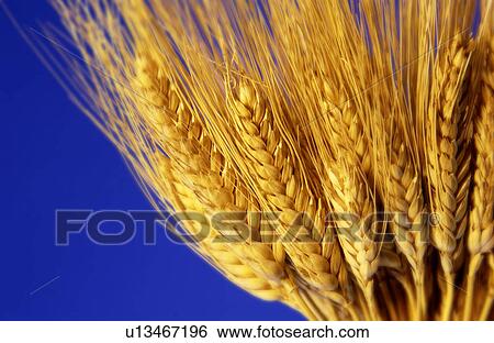 Stalk of wheat View Large Photo Image Stock Photograph - Stalk of wheat. Fotosearch
