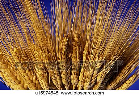 Stock Photography - Stalk of wheat. Fotosearch