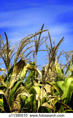 Stock Image - Stalks of corn in field. Fotosearch
