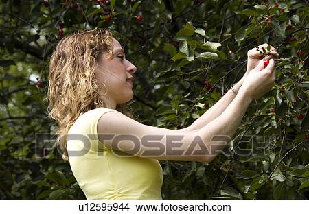 Woman picking cherries View Large Photo Image Picture - Woman picking cherries. Fotosearch