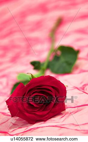 Red rose View Large Photo Image Stock Image - Red rose. Fotosearch