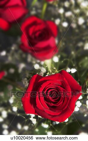 Stock Photograph - Red roses bouquet. Fotosearch