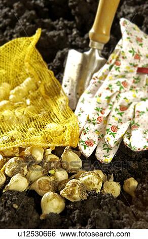 Tools to plant bulbs View Large Photo Image Stock Photograph - Tools to plant bulbs. Fotosearch