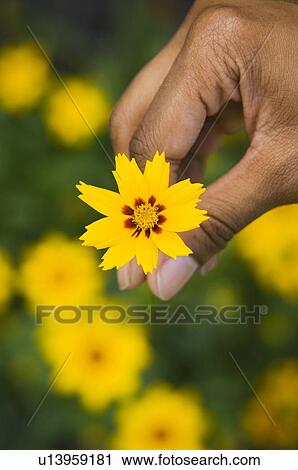Stock Image - Woman holding flower. Fotosearch