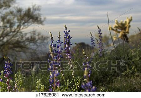 Arizona scenic View Large Photo Image Stock Image - Arizona scenic. Fotosearch
