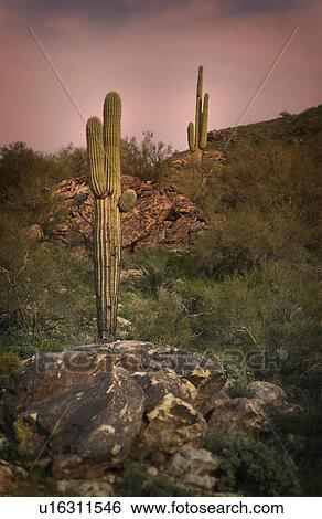 Cactus View Large Photo Image Stock Photograph - Cactus. Fotosearch