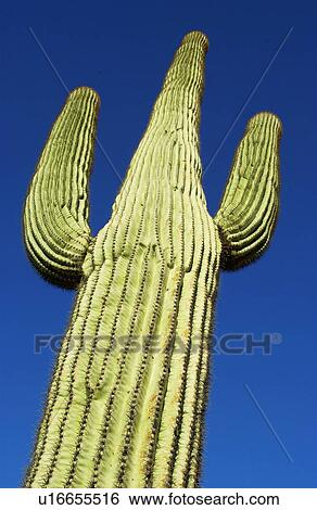 Cactus View Large Photo Image Stock Photograph - Cactus. Fotosearch