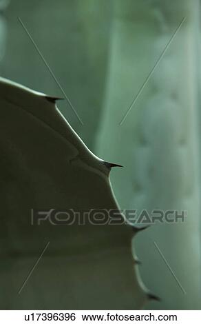 Century cactus View Large Photo Image Stock Photograph - Century cactus. Fotosearch