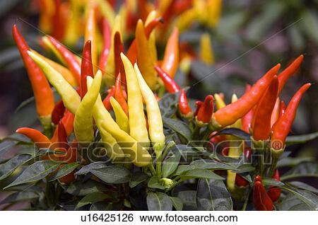 Stock Photograph - Chili pepper plants. Fotosearch
