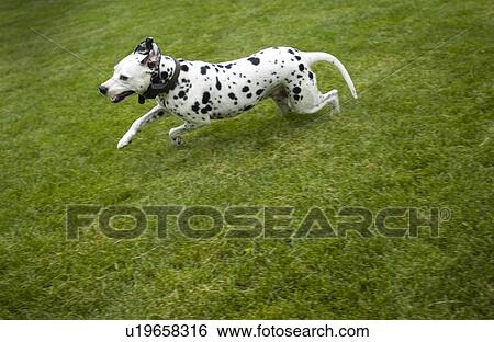 Stock Photograph - Dalmatian. Fotosearch