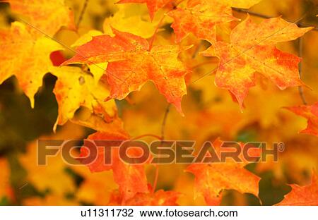 Maple tree leaves View Large Photo Image Stock Image - Maple tree leaves. Fotosearch