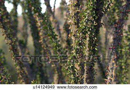 Stock Photo - Ocotillo cactus. Fotosearch