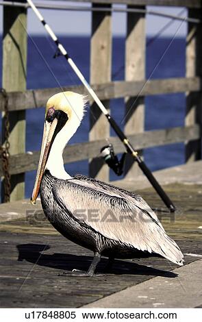 Stock Photography - Pelican. Fotosearch