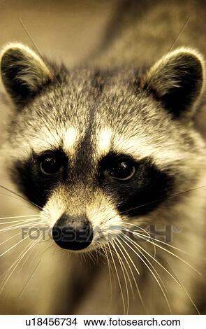 Picture - Raccoon. Fotosearch