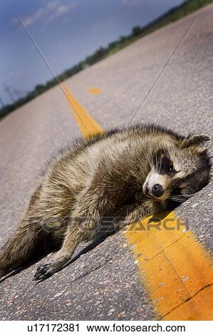 Stock Image - Road kill. Fotosearch