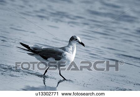 Seagull View Large Photo Image Stock Image - Seagull. Fotosearch