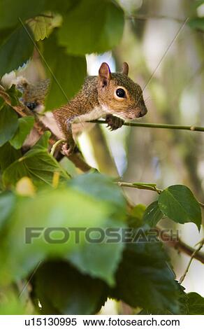 Stock Photography - Squirrel. Fotosearch