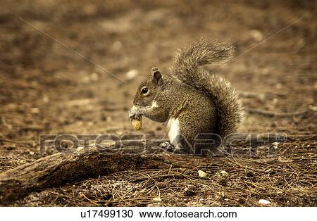 Stock Image - Squirrel with nut. Fotosearch
