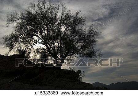 Tree at nightfall View Large Photo Image Stock Photo - Tree at nightfall. Fotosearch