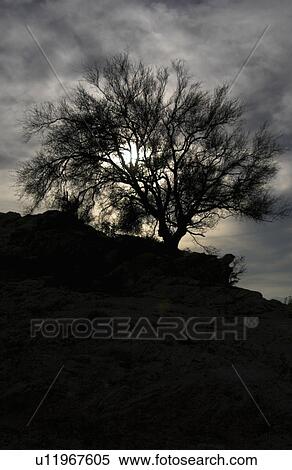 Stock Photography - Tree at nightfall. Fotosearch