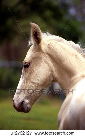 Stock Photo - White horse. Fotosearch