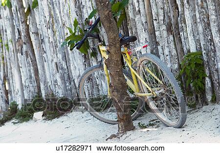 Bicycle against tree View Large Photo Image Stock Image - Bicycle against tree. Fotosearch