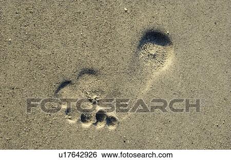 Footprint in the sand View Large Photo Image Stock Photograph - Footprint in the sand. Fotosearch