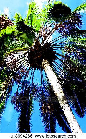 Palm trees View Large Photo Image Stock Photograph - Palm trees. Fotosearch