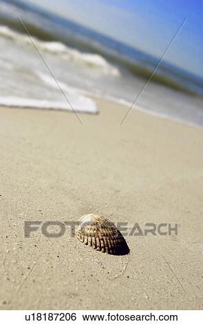 Seashell on beach View Large Photo Image Stock Photograph - Seashell on beach. Fotosearch