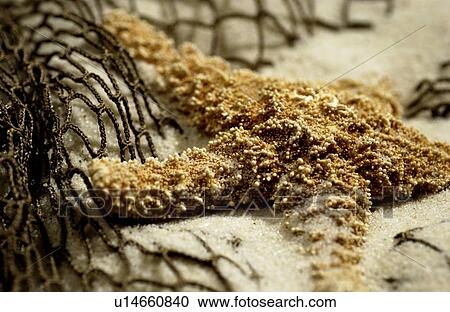 Stock Image - Starfish in the sand. Fotosearch