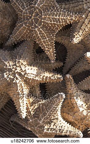 Stock Photograph - Starfish. Fotosearch