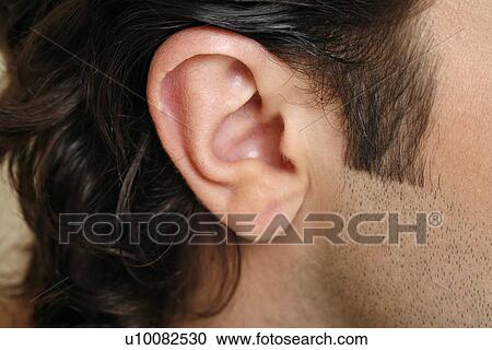 Beauty shot of man's ear View Large Photo Image Stock Image - Beauty shot of man's ear. Fotosearch