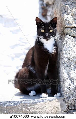 Black and white cat View Large Photo Image Stock Image - Black and white cat. Fotosearch