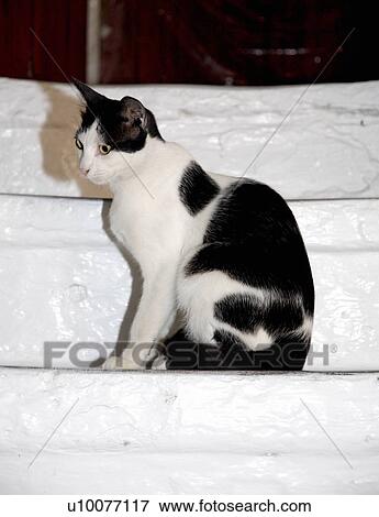 Stock Photo - Cat on steps. Fotosearch