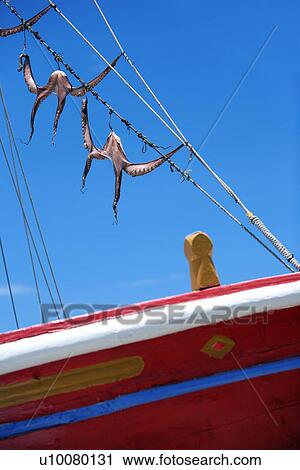 Stock Image - Octopus hanging to dry on boat. Fotosearch