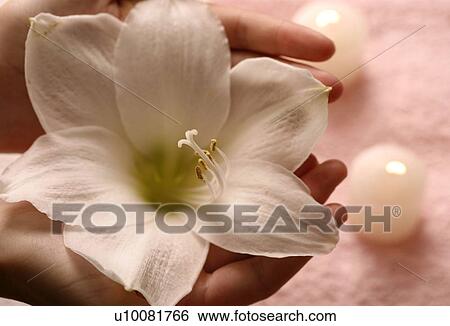 Stock Photograph - Flower with lit candles. Fotosearch