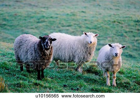 Stock Photography - Natural Impressions, Animal, Insects, Flock Of Sheep. Fotosearch
