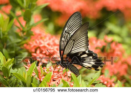 Stock Photography - Natural Impressions, Animal, Insects, Flower. Fotosearch