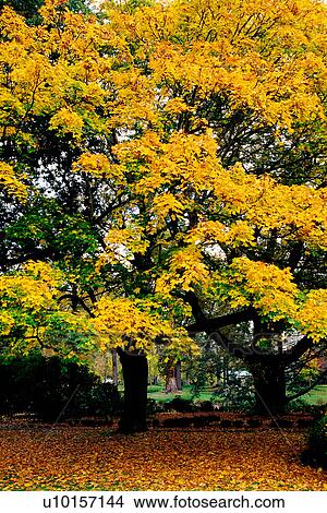 Picture - Natural Impressions, Nature, Landscape, Scenery. Fotosearch