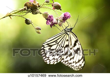 Natural Impressions, One Animal, Insects, Flower View Large Photo Image Stock Photo - Natural Impressions, One Animal, Insects, Flower. Fotosearch