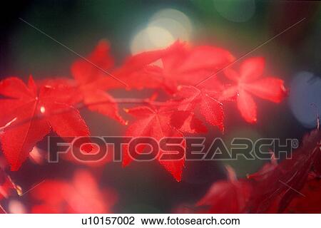 Stock Image - Natural Impressions, Plant, Maple Leaf, Leaf. Fotosearch